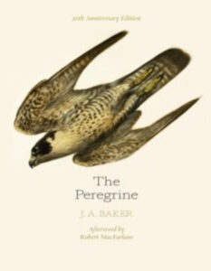 The Peregrine