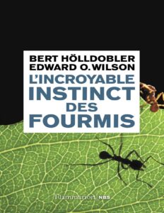 Lincroyable Instinct Des Fourmis De La Culture Du Champign