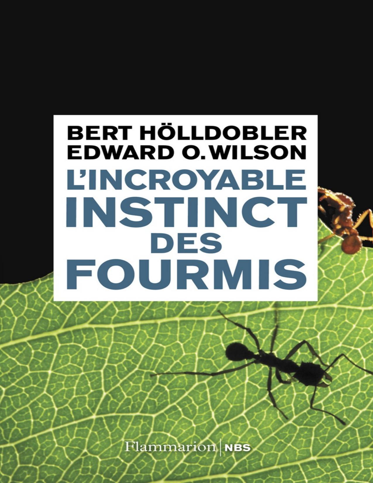 Lincroyable Instinct Des Fourmis De La Culture Du Champign
